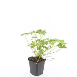 Garden basics 24x Geranium 'Tiny Monster' - ↕10-25cm - Ø9cm (50434)