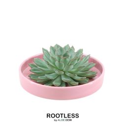Rootless by aloe demi ROOTLESS Succulent Echeveria Pulidonis in schaal 'roze' Ø20 cm (8721001420179)
