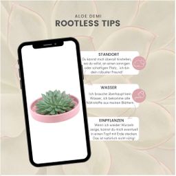 Rootless by aloe demi ROOTLESS Succulent Echeveria Pulidonis in schaal 'roze' Ø20 cm (8721001420179)