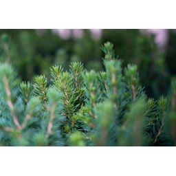 6x Mini-kerstboom - ↑15-20 cm - Ø 6 cm Picea Glauca Perfecta (8720872025377)
