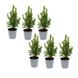 6x Mini-kerstboom - ↑15-20 cm - Ø 6 cm Picea Glauca Perfecta (8720872025377)