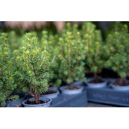 6x Mini-kerstboom - ↑15-20 cm - Ø 6 cm Picea Glauca Perfecta (8720872025377)