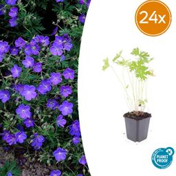 Garden basics 24x Geranium 'Johnson's Blue' - ↕10-25cm - Ø9cm (50420)