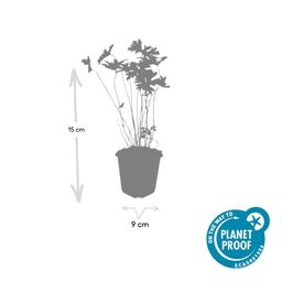 Garden basics 24x Geranium 'Johnson's Blue' - ↕10-25cm - Ø9cm (50420)