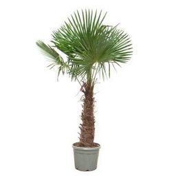 Trachycarpus Fortunei - 240- 270 cm - Ø40-Ø55cm (35895)