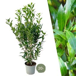 Plants by frank Grote Laurierkers Planten Caucasica voor 10 strekkende meter haag - 15L - 20x | ↨ 125-150 cm (8721001420858)