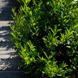 Plants by frank Grote Laurierkers Planten Caucasica voor 10 strekkende meter haag - 15L - 20x | ↨ 125-150 cm (8721001420858)