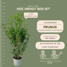 Plants by frank Grote Laurierkers Planten Caucasica voor 10 strekkende meter haag - 15L - 20x | ↨ 125-150 cm (8721001420858)