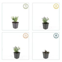 Garden basics 12x Aster (D) 'Prof. Anton Kippenberg' - ↕10-25cm - Ø9cm (47593)