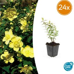 Garden basics 24x Hypericum 'Hidcote' - ↕10-25cm - Ø9cm (50440)