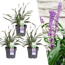 My perfect garden 3 x Liriope muscari 'Ingwersen' - Ø 14 cm - ↨ 25 cm (8721001421541)