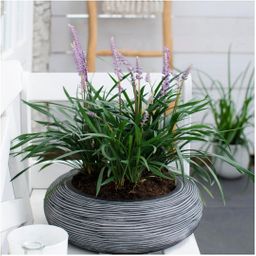 My perfect garden 3 x Liriope muscari 'Ingwersen' - Ø 14 cm - ↨ 25 cm (8721001421541)