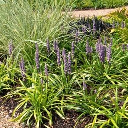 My perfect garden 3 x Liriope muscari 'Ingwersen' - Ø 14 cm - ↨ 25 cm (8721001421541)