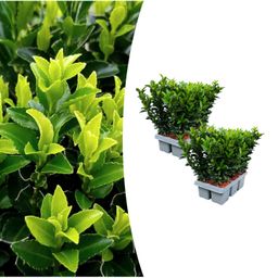 Premium basics 2 x 6 pack Euonymus 'Green Spire' - Ø 7 cm - ↨ 15 cm (48281)