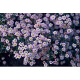 Garden basics 12x Aster ageratoides 'Stardust' - ↕10-25cm - Ø9cm (47611)