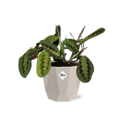 Maranta Leuconeura ‘Fascinator’ Tricolor in ELHO b.for rock 14 cm warm grey (21611)