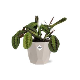 Maranta Leuconeura ‘Fascinator’ Tricolor in ELHO b.for rock 14 cm warm grey (21611)