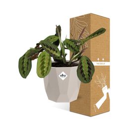 Maranta Leuconeura ‘Fascinator’ Tricolor in ELHO b.for rock 14 cm warm grey (21611)