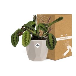 Maranta Leuconeura ‘Fascinator’ Tricolor in ELHO b.for rock 14 cm warm grey (21611)