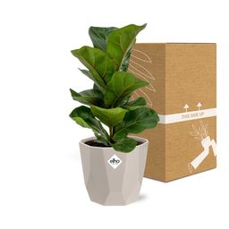 Ficus Lyrata ‘Bambino’ in ELHO b.for rock 14 cm warm grey (21628)