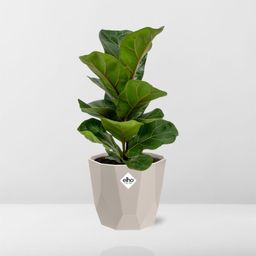 Ficus Lyrata ‘Bambino’ in ELHO b.for rock 14 cm warm grey (21628)