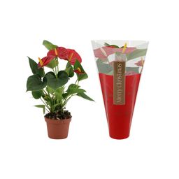 Anthurium Diamond Red In Ruby Sleeve (26645)
