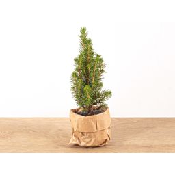 Baby Christmas tree - ↕15-20 cm - Ø 6 cm - Picea Glauca Perfecta (23480)
