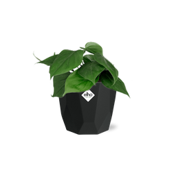 Philodendron Scandens in 14cm b.for rock living black (21648)