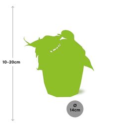 Philodendron Scandens in 14cm b.for rock living black (21648)