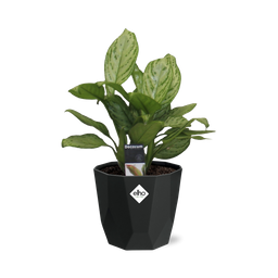 Aglaonema Christina in 14cm b.for rock living black (21659)