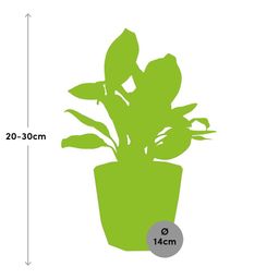 Aglaonema Christina in 14cm b.for rock living black (21659)