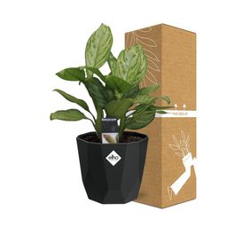 Aglaonema Christina in 14cm b.for rock living black (21659)