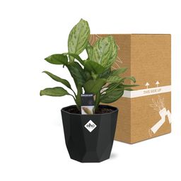 Aglaonema Christina in 14cm b.for rock living black (21659)