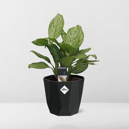 Aglaonema Christina in 14cm b.for rock living black (21659)
