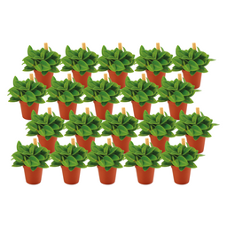 Peperomia Pixi - 20 stuks (23404)