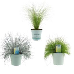 Siergrassen mix - 3 stuks - Ø17cm - ↕30/35cm (22675)