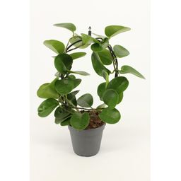 Hoya Boog P12 (25278)