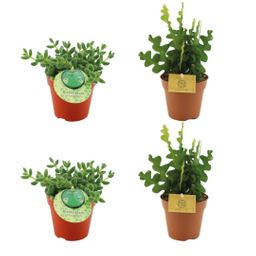 2x Delosperma Echinatum + 2x Epiphyllum Anguliger - 4 stuks (23465)