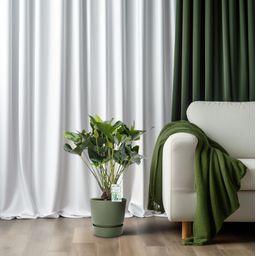 Anthurium Arrow (24958)