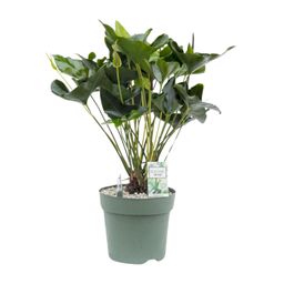 Anthurium Arrow (24958)