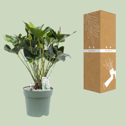 Anthurium Arrow (24958)