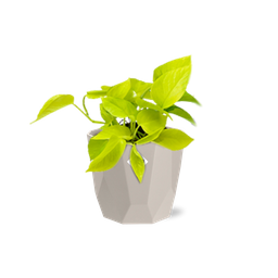Epipremnum Pinnatum ‘Golden Pothos’ in ELHO b.for rock 14 cm warm grey (21606)