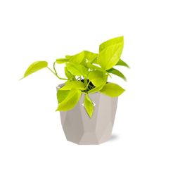 Epipremnum Pinnatum ‘Golden Pothos’ in ELHO b.for rock 14 cm warm grey (21606)