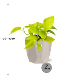 Epipremnum Pinnatum ‘Golden Pothos’ in ELHO b.for rock 14 cm warm grey (21606)