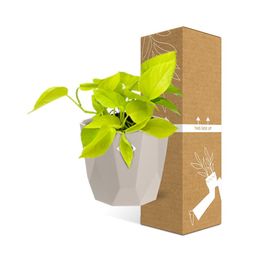 Epipremnum Pinnatum ‘Golden Pothos’ in ELHO b.for rock 14 cm warm grey (21606)