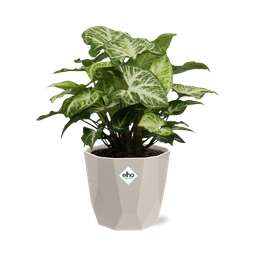 Syngonium Arrow in ELHO b.for rock 14 cm warm grey (21633)