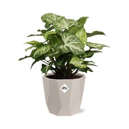 Syngonium Arrow in ELHO b.for rock 14 cm warm grey (21633)