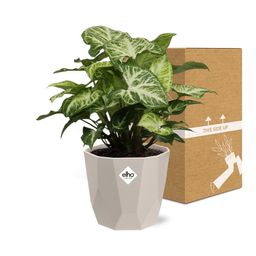Syngonium Arrow in ELHO b.for rock 14 cm warm grey (21633)