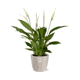 Spathiphyllum 12 Cm Torelli in ELHO b.for rock 14 cm warm grey (21616)