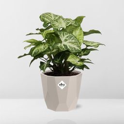 Syngonium Arrow in ELHO b.for rock 14 cm warm grey (21633)